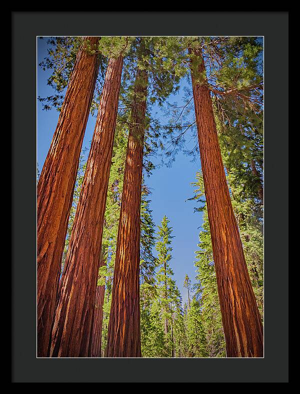 Perfect angle of Pines and Sequoias in a Forest - Framed Print