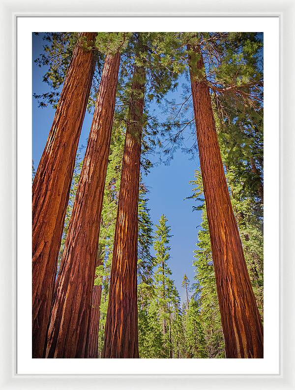 Perfect angle of Pines and Sequoias in a Forest - Framed Print