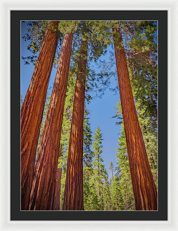 Perfect angle of Pines and Sequoias in a Forest - Framed Print
