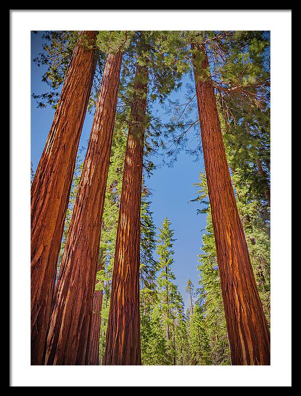 Perfect angle of Pines and Sequoias in a Forest - Framed Print