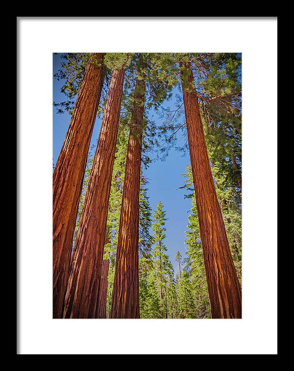Perfect angle of Pines and Sequoias in a Forest - Framed Print