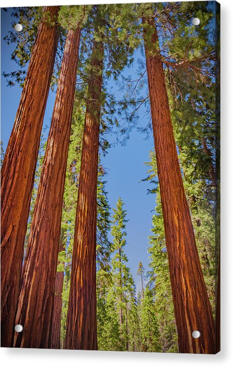 Perfect angle of Pines and Sequoias in a Forest - Acrylic Print