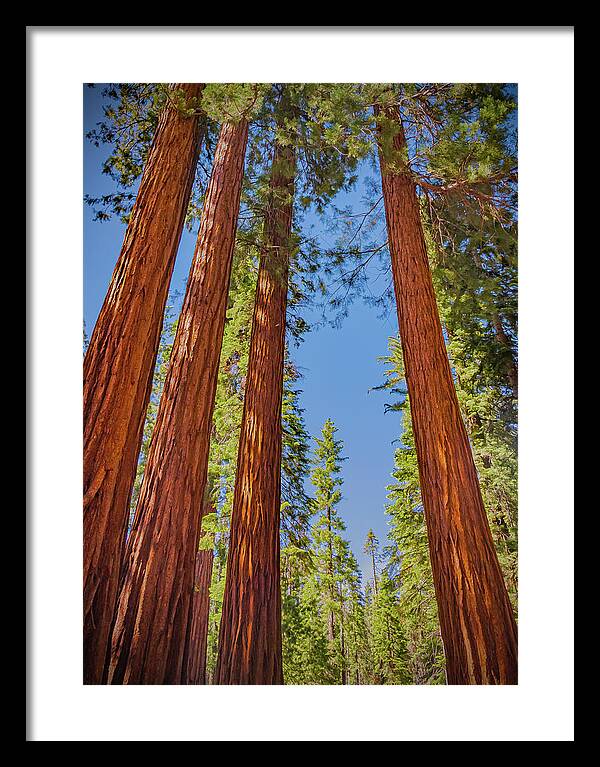 Perfect angle of Pines and Sequoias in a Forest - Framed Print