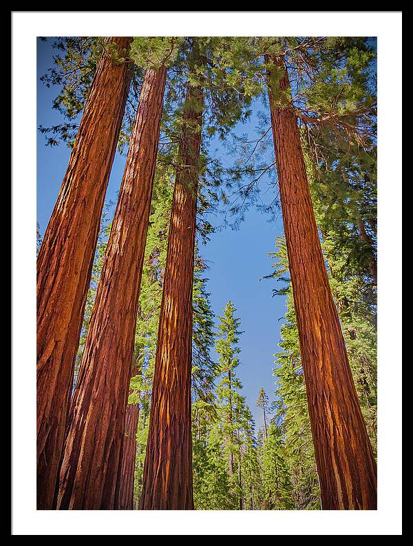 Perfect angle of Pines and Sequoias in a Forest - Framed Print