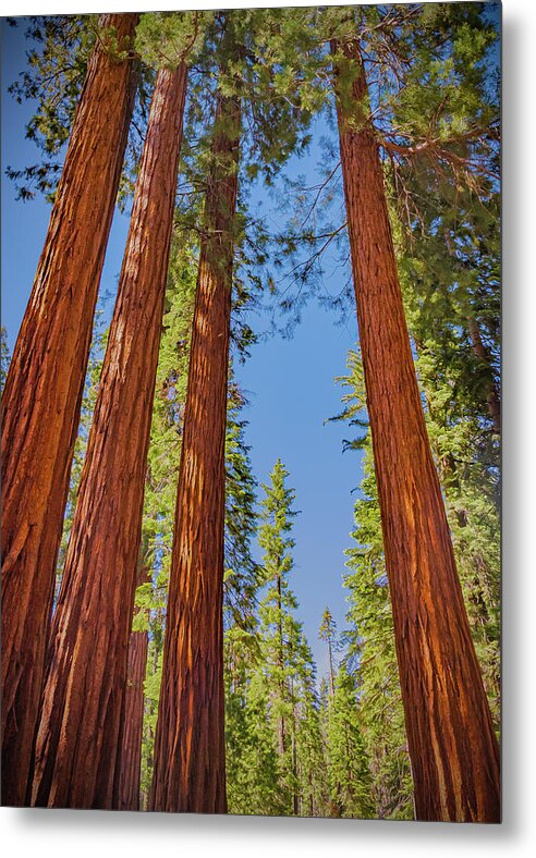 Perfect angle of Pines and Sequoias in a Forest - Metal Print