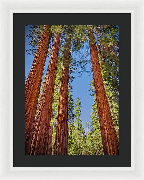 Perfect angle of Pines and Sequoias in a Forest - Framed Print