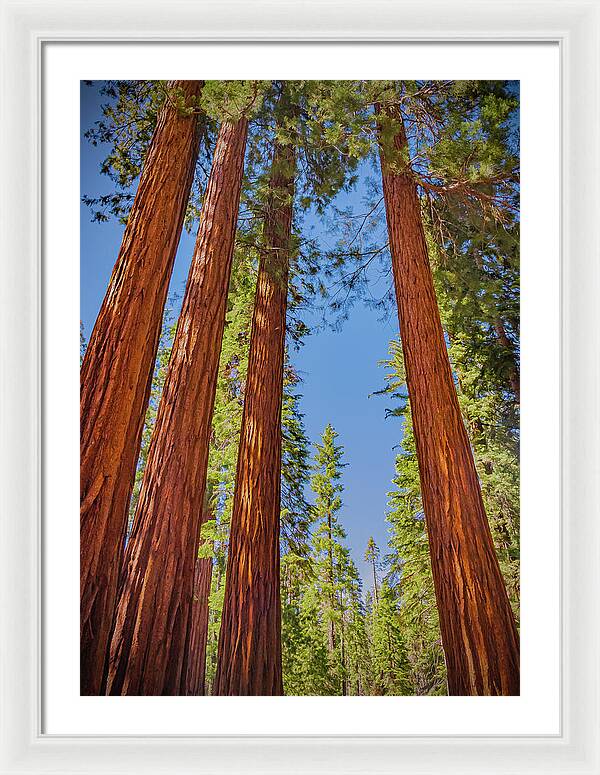 Perfect angle of Pines and Sequoias in a Forest - Framed Print