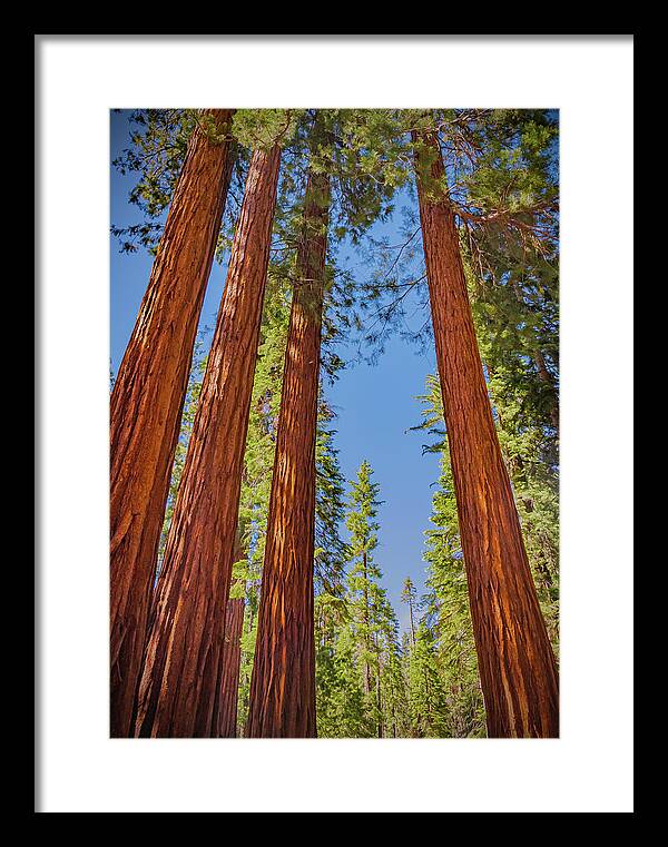 Perfect angle of Pines and Sequoias in a Forest - Framed Print