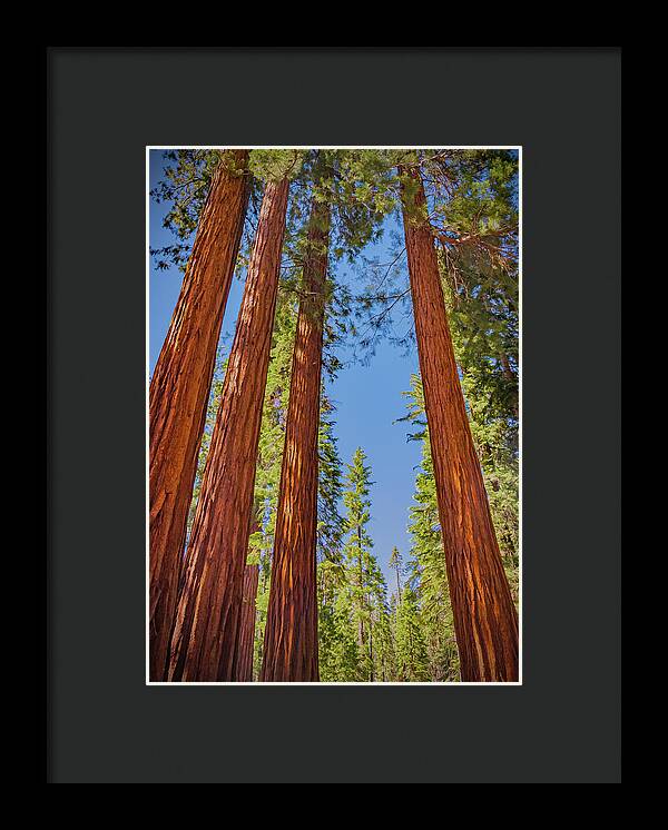 Perfect angle of Pines and Sequoias in a Forest - Framed Print