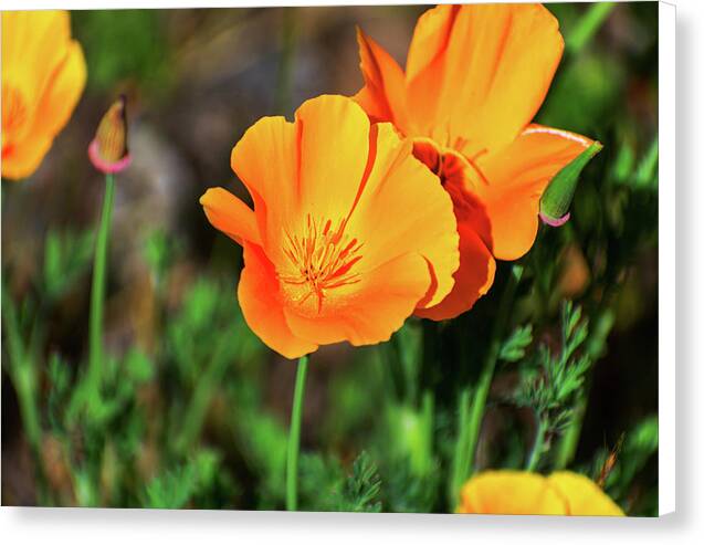 Poppy Flower Hugs - Canvas Print