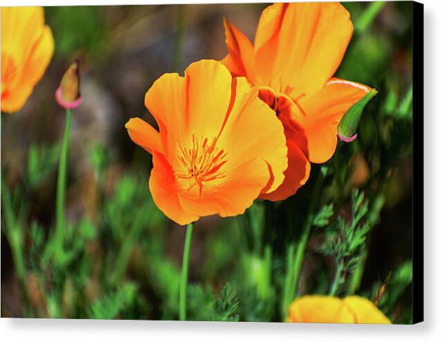 Poppy Flower Hugs - Canvas Print