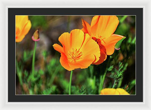 Poppy Flower Hugs - Framed Print