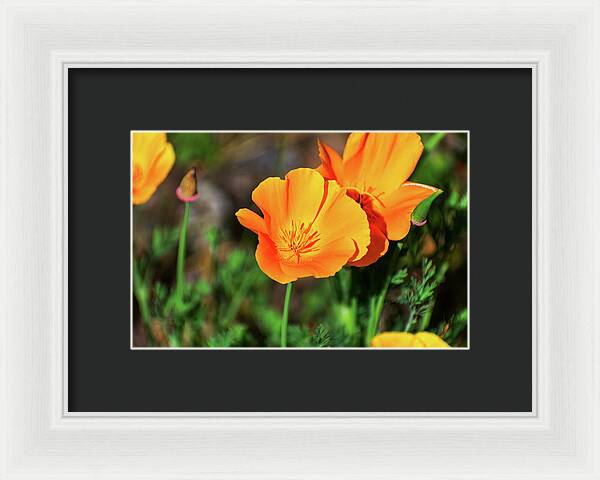 Poppy Flower Hugs - Framed Print