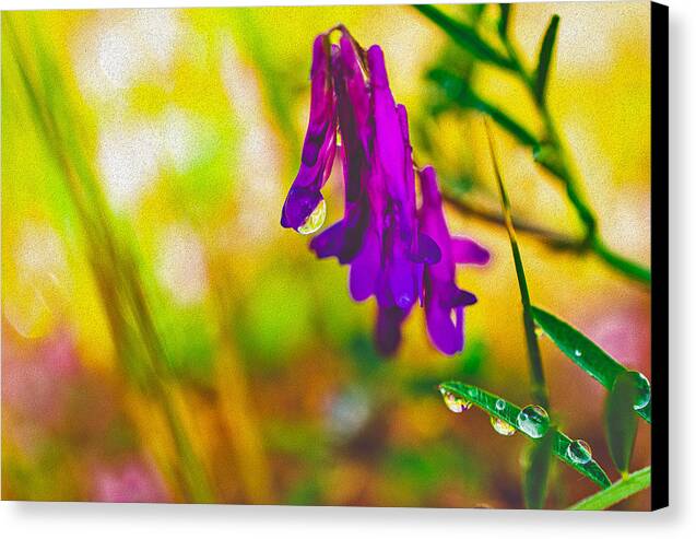 Purple Flowers with a Water Drop - Canvas Print