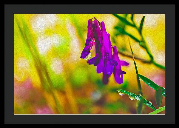 Purple Flowers with a Water Drop - Framed Print