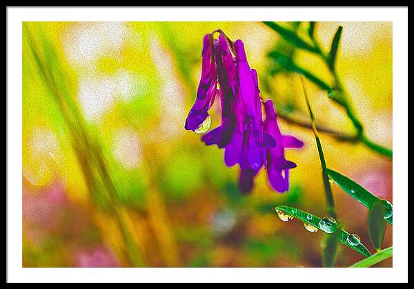 Purple Flowers with a Water Drop - Framed Print