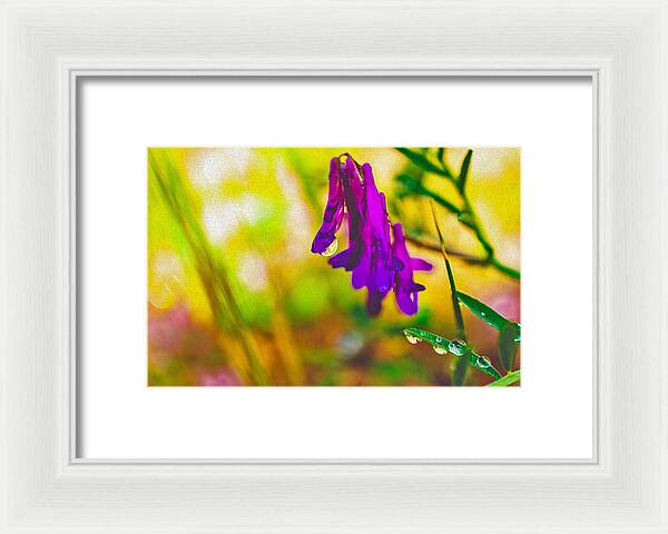 Purple Flowers with a Water Drop - Framed Print