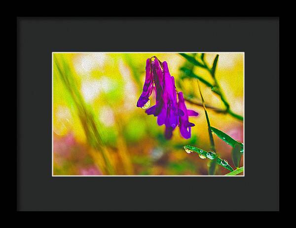 Purple Flowers with a Water Drop - Framed Print