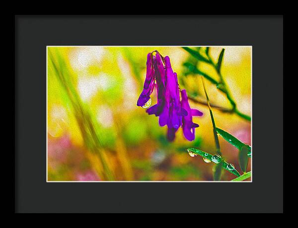 Purple Flowers with a Water Drop - Framed Print