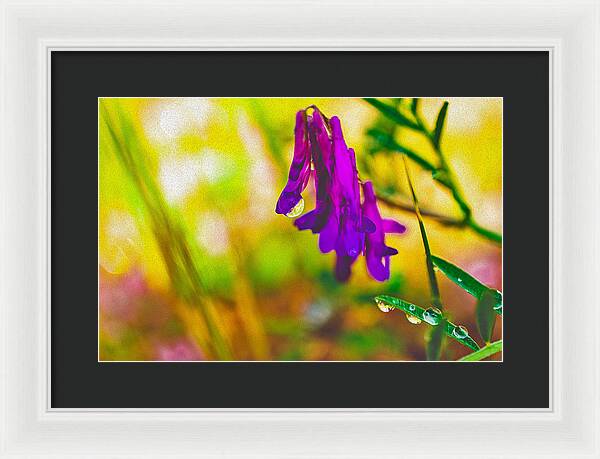 Purple Flowers with a Water Drop - Framed Print