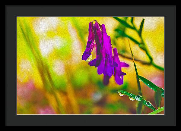 Purple Flowers with a Water Drop - Framed Print