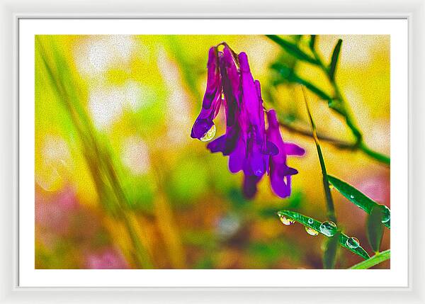 Purple Flowers with a Water Drop - Framed Print