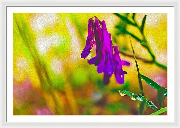 Purple Flowers with a Water Drop - Framed Print