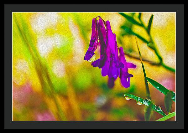Purple Flowers with a Water Drop - Framed Print