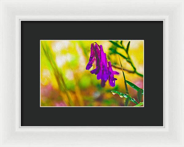 Purple Flowers with a Water Drop - Framed Print