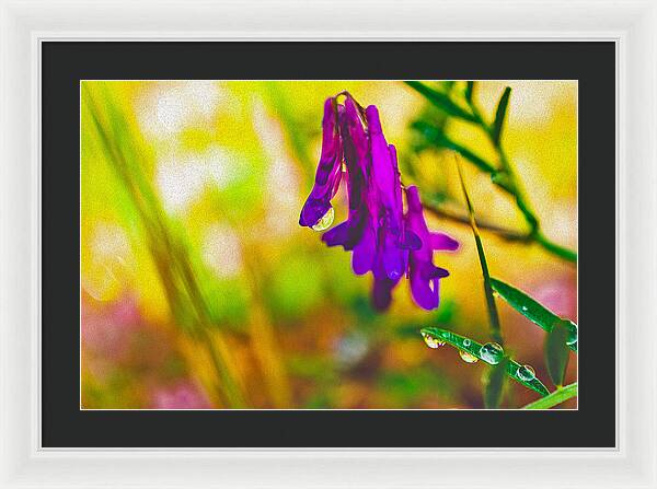 Purple Flowers with a Water Drop - Framed Print