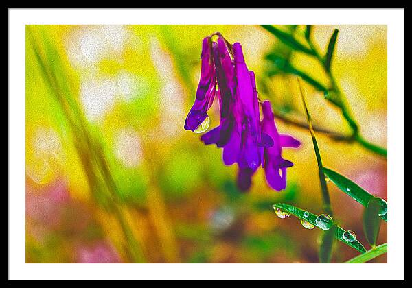 Purple Flowers with a Water Drop - Framed Print