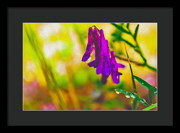 Purple Flowers with a Water Drop - Framed Print