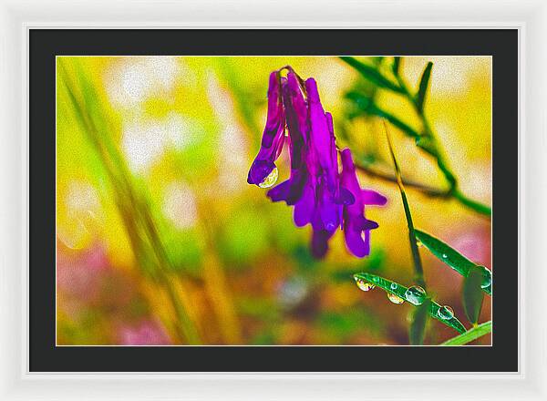 Purple Flowers with a Water Drop - Framed Print