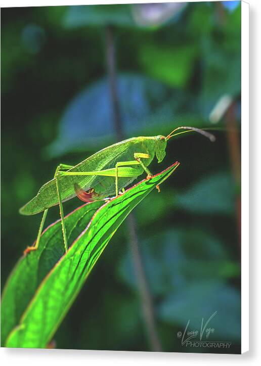 Ready for Lift off Adult Caedicia on a Leaf - Canvas Print