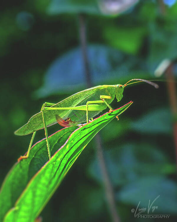 Ready for Lift off Adult Caedicia on a Leaf - Art Print