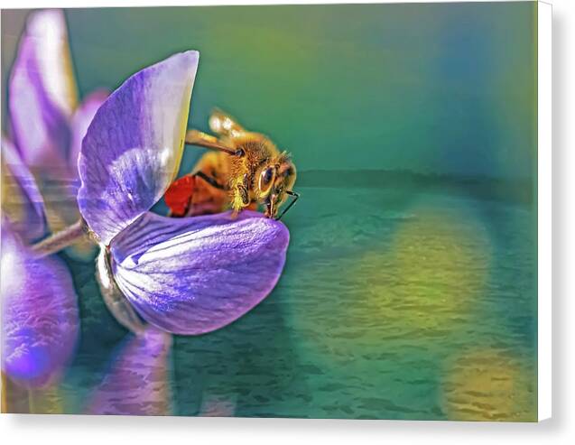 Ready for Lift Off from a Purple Flower - Canvas Print