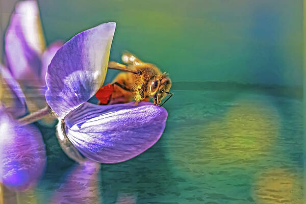 Ready for Lift Off from a Purple Flower - Art Print
