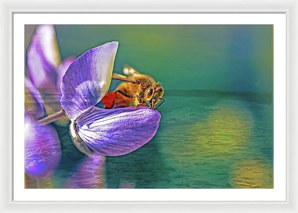 Ready for Lift Off from a Purple Flower - Framed Print
