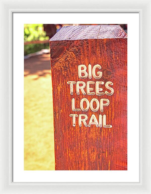 Redwood Sign Post Big Trees Loop Trail - Framed Print