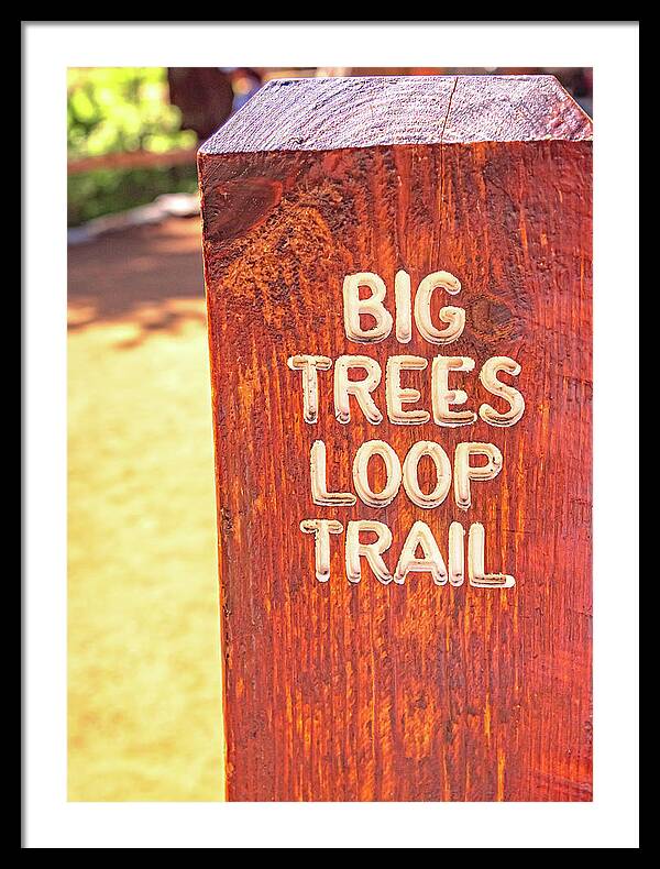 Redwood Sign Post Big Trees Loop Trail - Framed Print