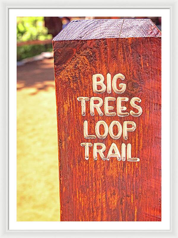 Redwood Sign Post Big Trees Loop Trail - Framed Print