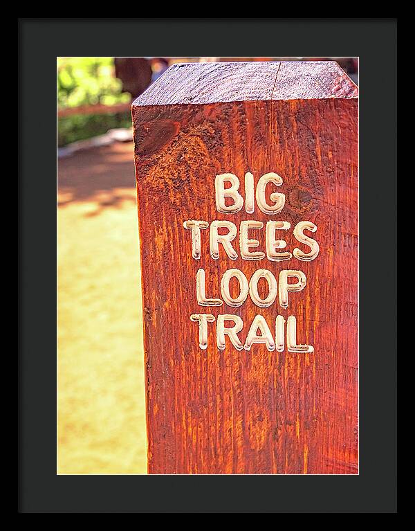 Redwood Sign Post Big Trees Loop Trail - Framed Print