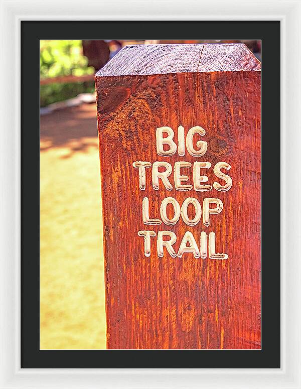 Redwood Sign Post Big Trees Loop Trail - Framed Print