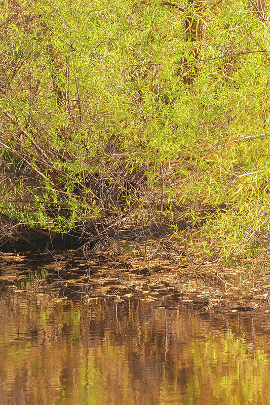 Reflections in a Tranquil Pond - Art Print