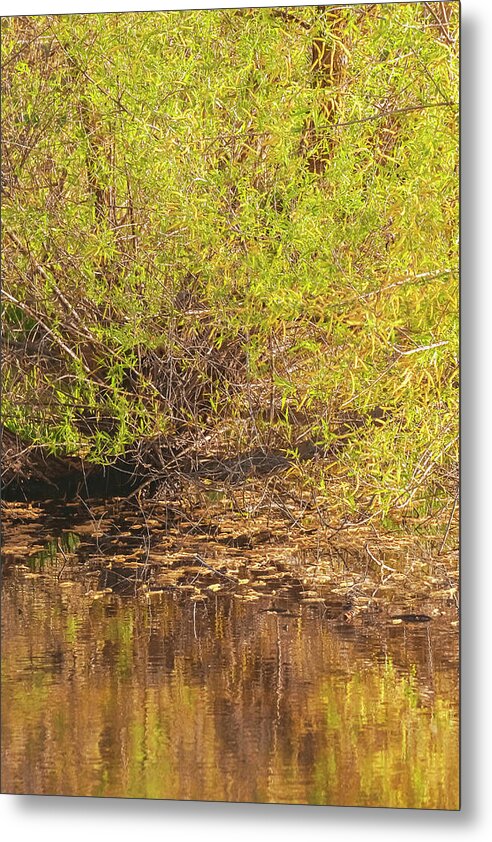 Reflections in a Tranquil Pond - Metal Print