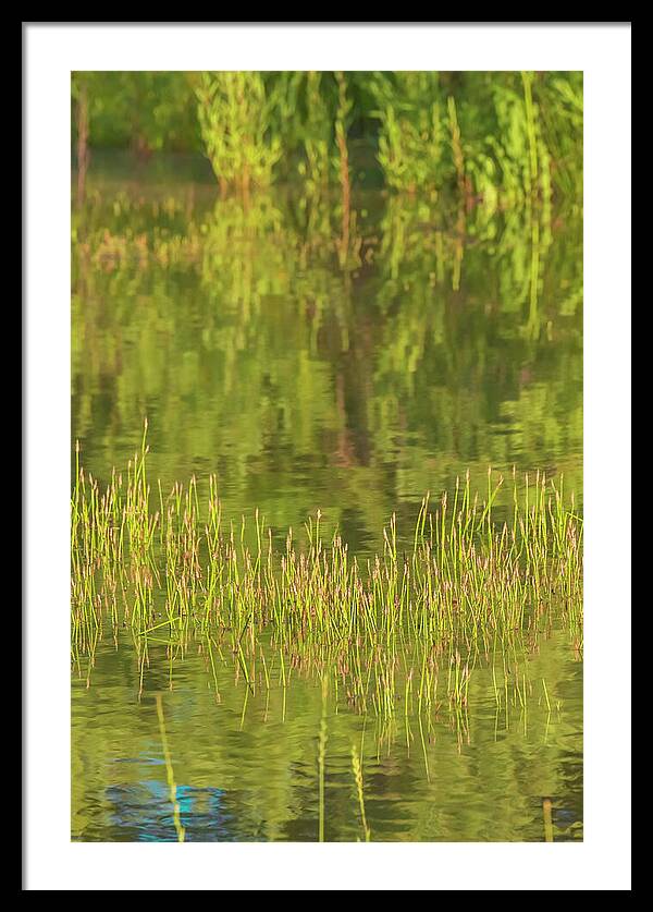 Reflections on a Tranquil Pond - Framed Print