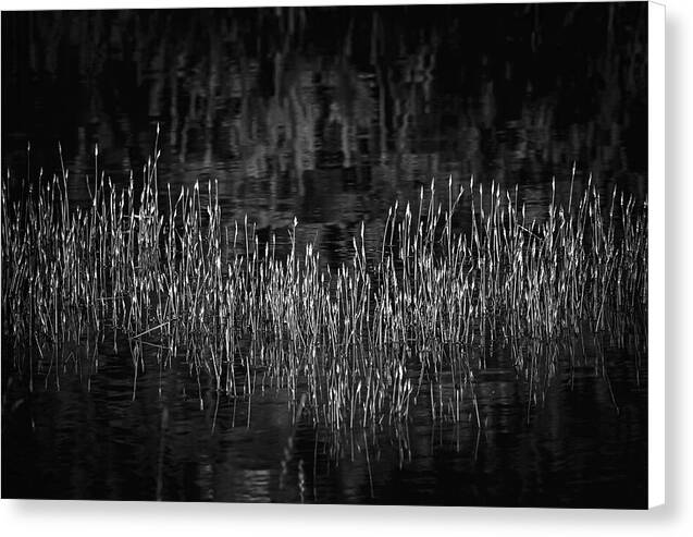 Reflective Grasses in Water - Canvas Print