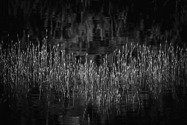 Reflective Grasses in Water - Art Print