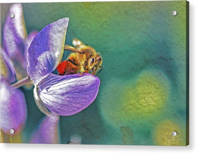 Rough Art Wall Layer of a Bee on a Flower - Acrylic Print