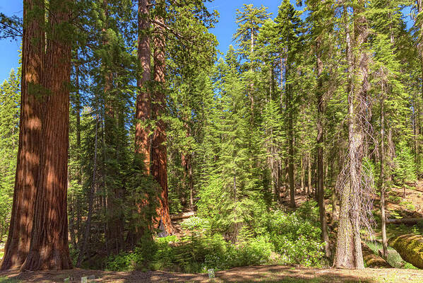 Shadows and Light in a Forest - Art Print